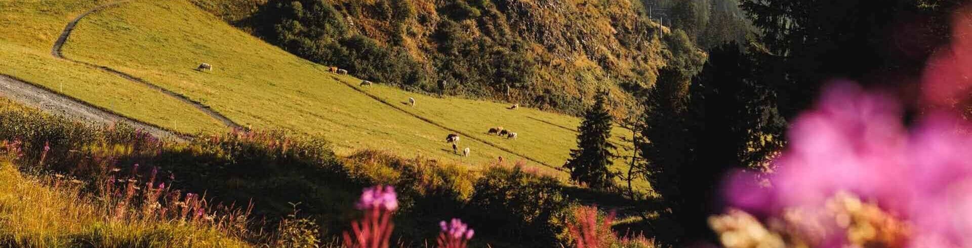 Wandern-Spieljoch Fuegen